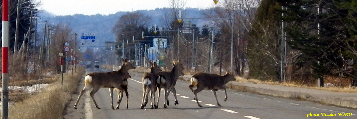 Yezo Deer Association